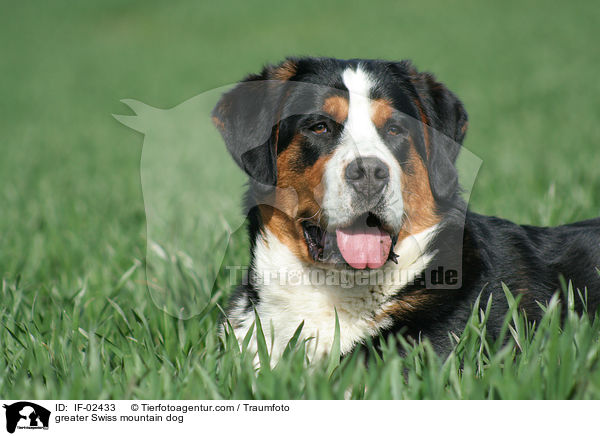greater Swiss mountain dog / IF-02433