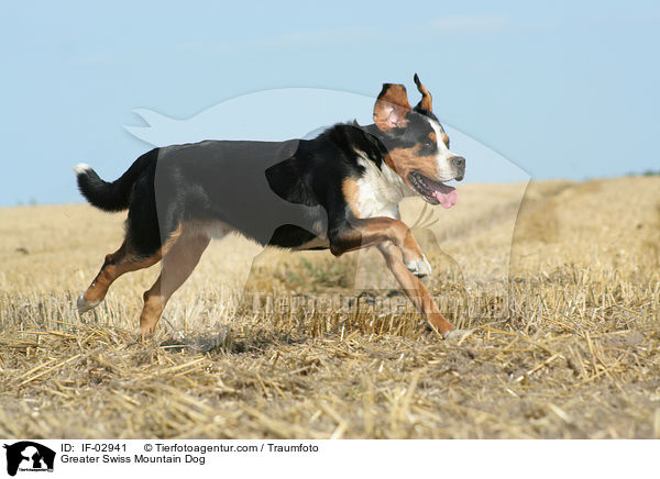 Greater Swiss Mountain Dog / IF-02941