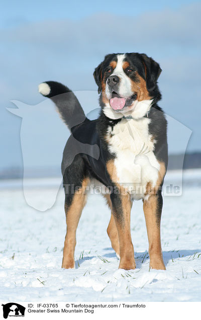 Greater Swiss Mountain Dog / IF-03765