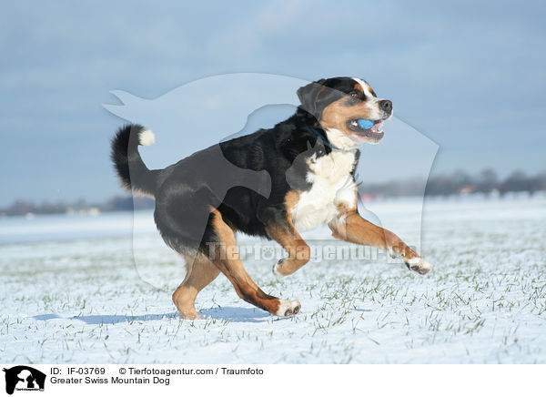 Greater Swiss Mountain Dog / IF-03769