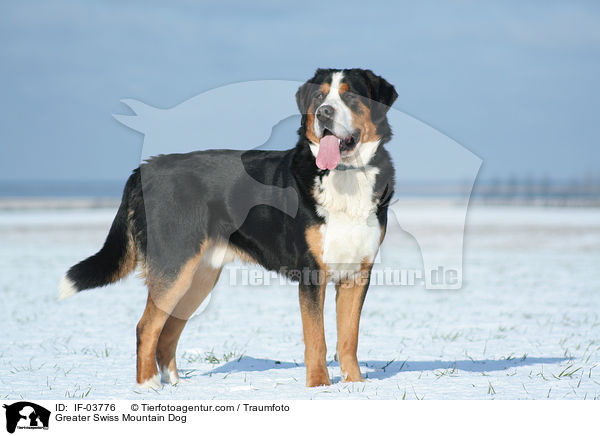Greater Swiss Mountain Dog / IF-03776