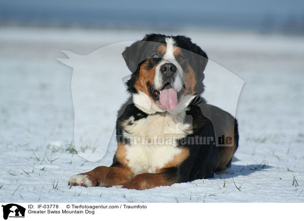 Greater Swiss Mountain Dog / IF-03778