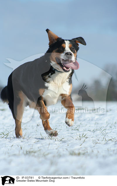 Greater Swiss Mountain Dog / IF-03781