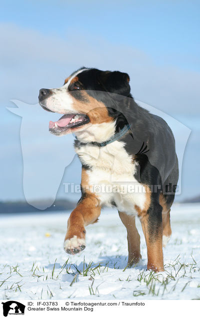 Greater Swiss Mountain Dog / IF-03783