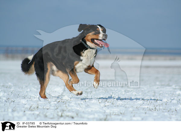 Greater Swiss Mountain Dog / IF-03785