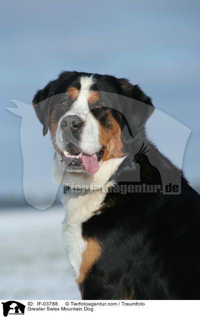 Greater Swiss Mountain Dog / IF-03788