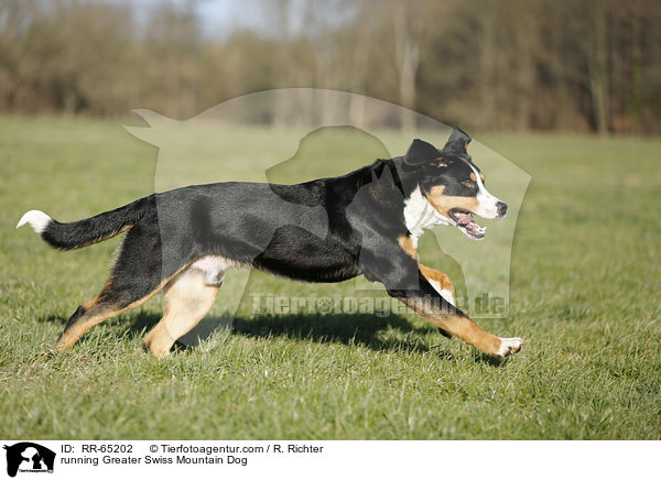 running Greater Swiss Mountain Dog / RR-65202
