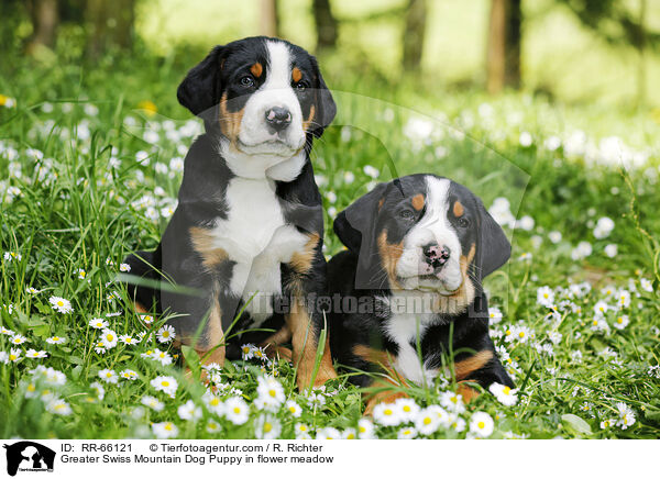 Greater Swiss Mountain Dog Puppy in flower meadow / RR-66121