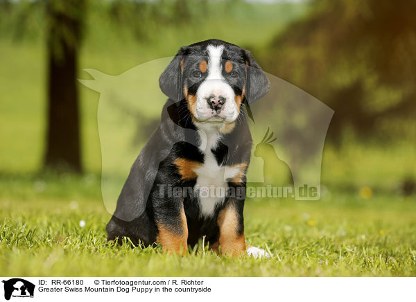 Greater Swiss Mountain Dog Puppy in the countryside / RR-66180