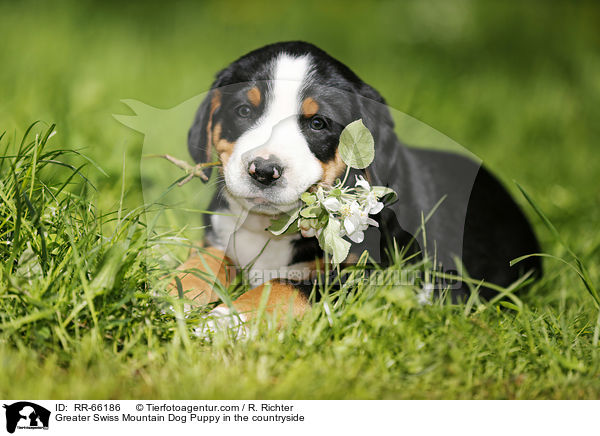 Greater Swiss Mountain Dog Puppy in the countryside / RR-66186