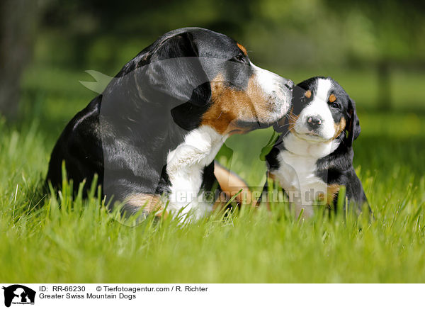 Greater Swiss Mountain Dogs / RR-66230