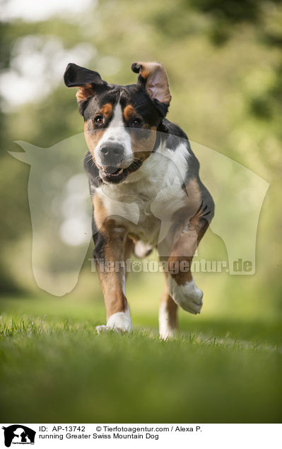 rennender Groer Schweizer Sennenhund / running Greater Swiss Mountain Dog / AP-13742