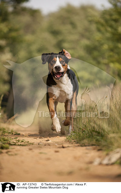 rennender Groer Schweizer Sennenhund / running Greater Swiss Mountain Dog / AP-13743