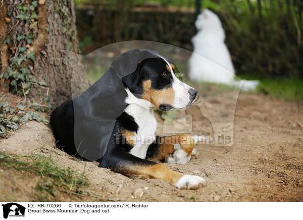 Great Swiss Mountain Dog and cat / RR-70266