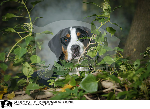 Great Swiss Mountain Dog Portrait / RR-71143
