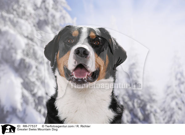 Greater Swiss Mountain Dog / RR-77537