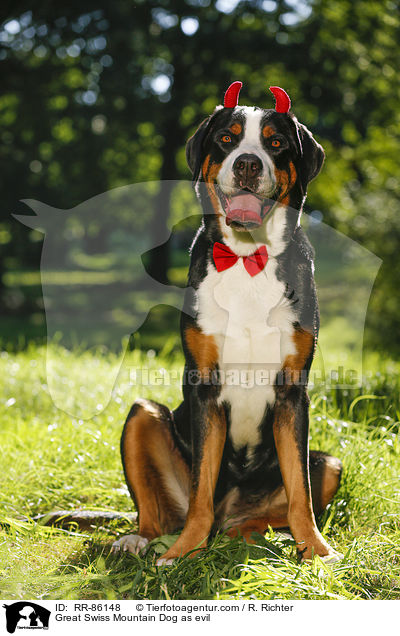 Groer Schweizer Sennenhund als Teufel / Great Swiss Mountain Dog as evil / RR-86148