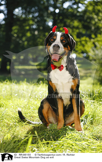 Groer Schweizer Sennenhund als Teufel / Great Swiss Mountain Dog as evil / RR-86150