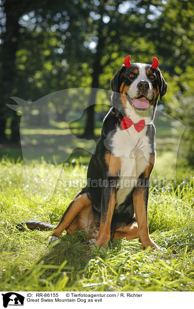 Groer Schweizer Sennenhund als Teufel / Great Swiss Mountain Dog as evil / RR-86155