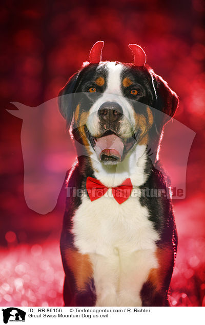 Groer Schweizer Sennenhund als Teufel / Great Swiss Mountain Dog as evil / RR-86156
