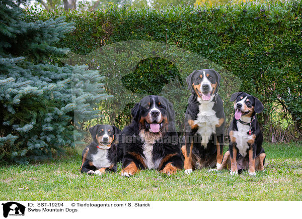 Schweizer Sennenhunde / Swiss Mountain Dogs / SST-19294