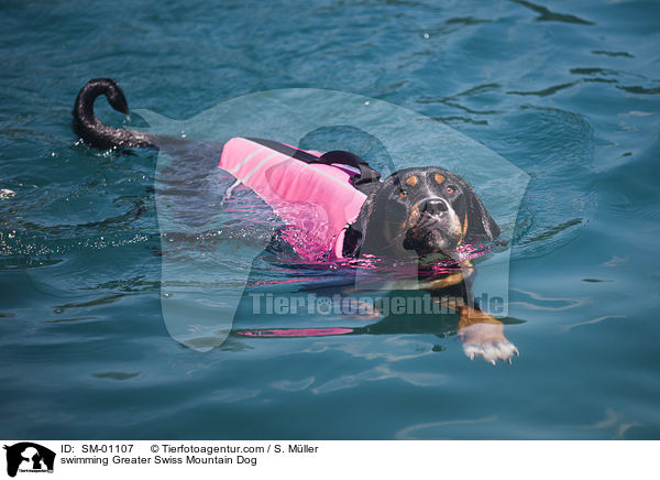schwimmender Groer Schweizer Sennenhund / swimming Greater Swiss Mountain Dog / SM-01107