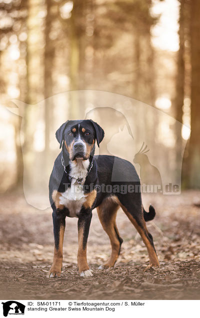 standing Greater Swiss Mountain Dog / SM-01171