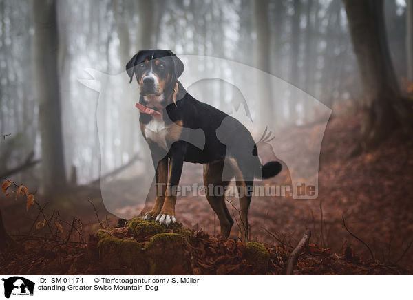 standing Greater Swiss Mountain Dog / SM-01174