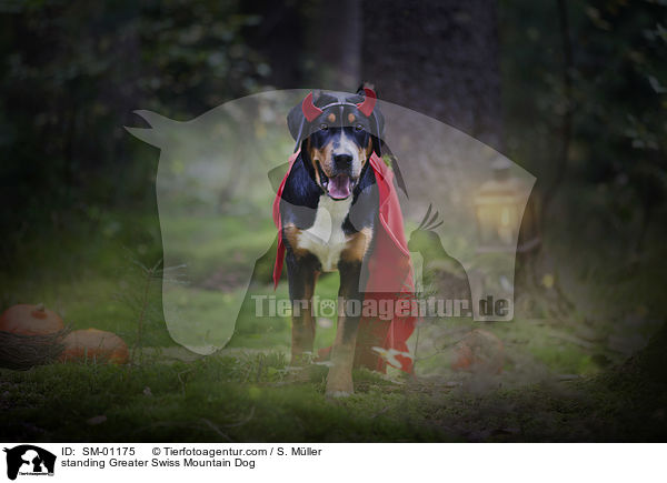 stehender Groer Schweizer Sennenhund / standing Greater Swiss Mountain Dog / SM-01175