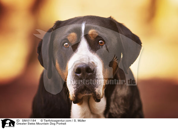 Greater Swiss Mountain Dog Portrait / SM-01184