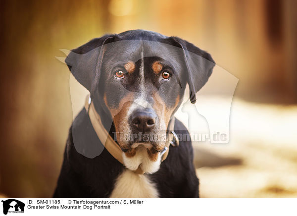 Greater Swiss Mountain Dog Portrait / SM-01185