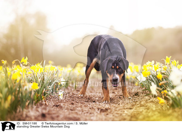 standing Greater Swiss Mountain Dog / SM-01186