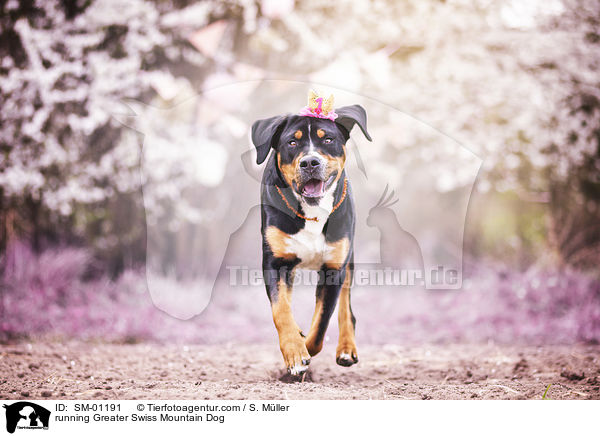 running Greater Swiss Mountain Dog / SM-01191