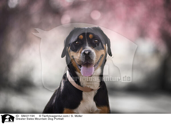 Greater Swiss Mountain Dog Portrait / SM-01194
