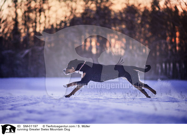 running Greater Swiss Mountain Dog / SM-01197