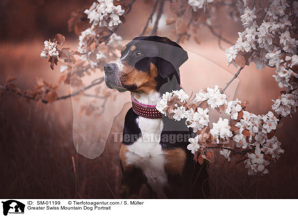Greater Swiss Mountain Dog Portrait / SM-01199