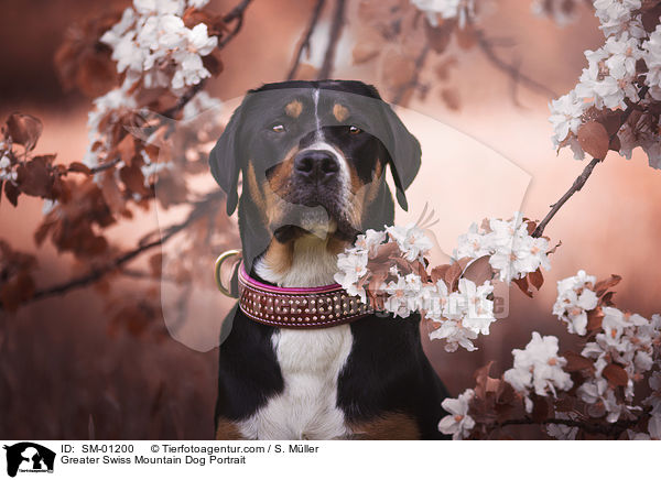 Greater Swiss Mountain Dog Portrait / SM-01200