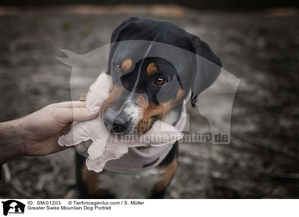 Greater Swiss Mountain Dog Portrait / SM-01203