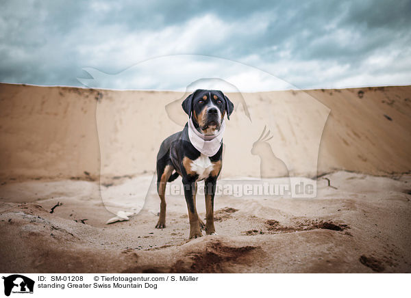 standing Greater Swiss Mountain Dog / SM-01208