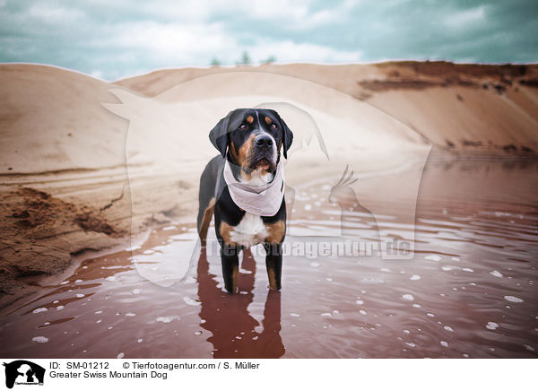 Greater Swiss Mountain Dog / SM-01212