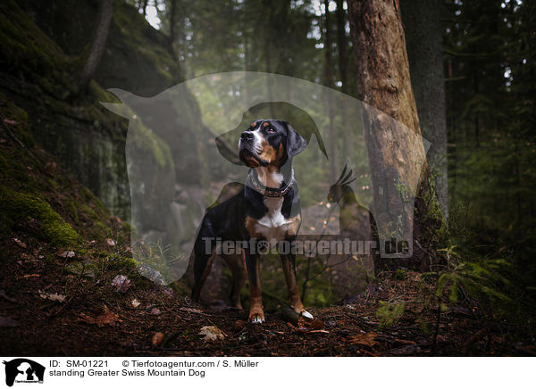 standing Greater Swiss Mountain Dog / SM-01221
