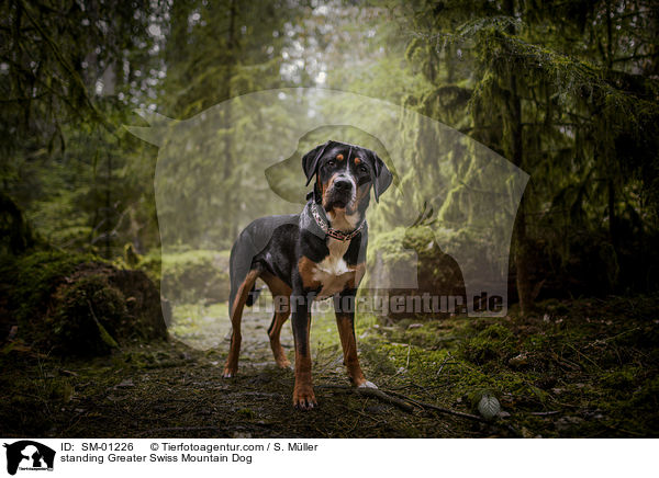 standing Greater Swiss Mountain Dog / SM-01226