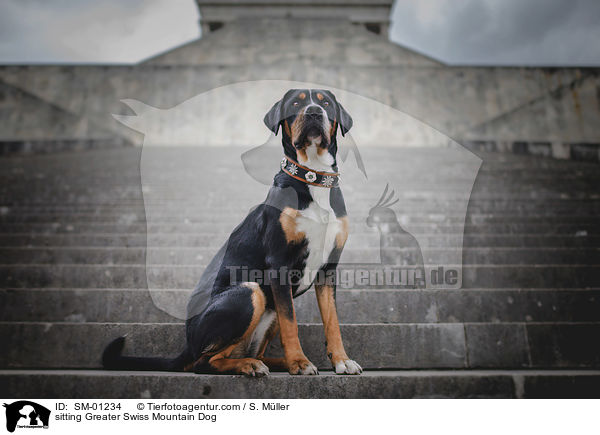 sitting Greater Swiss Mountain Dog / SM-01234