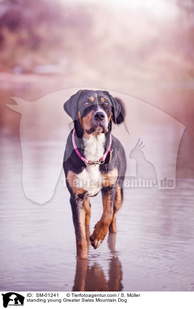 standing young Greater Swiss Mountain Dog / SM-01241
