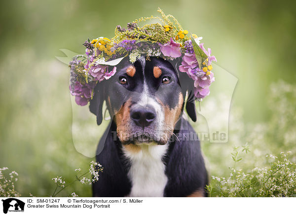Greater Swiss Mountain Dog Portrait / SM-01247