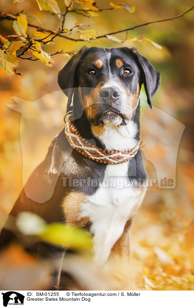 Greater Swiss Mountain Dog / SM-01255