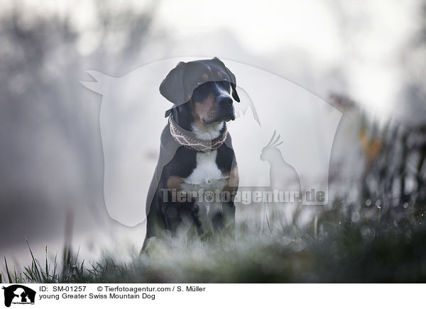 young Greater Swiss Mountain Dog / SM-01257