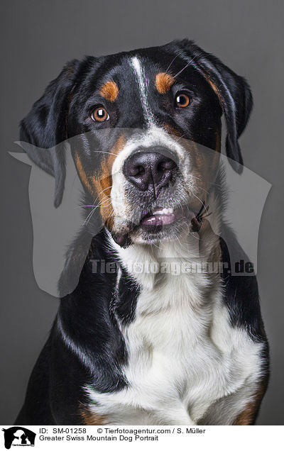 Greater Swiss Mountain Dog Portrait / SM-01258