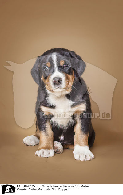 Greater Swiss Mountain Dog Puppy / SM-01276