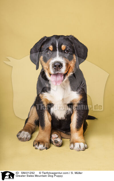 Greater Swiss Mountain Dog Puppy / SM-01292